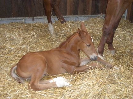 D&uuml;rer 10 Tage alt