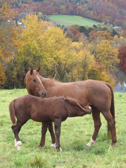 D&uuml;rer 4 Monate alt mit Mutter