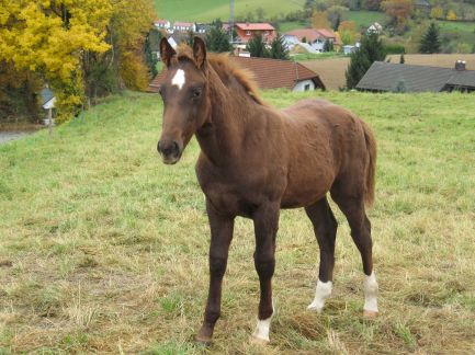 D&uuml;rer 4 Monate alt