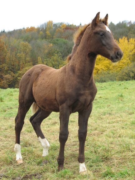 D&uuml;rer 4 Monate alt