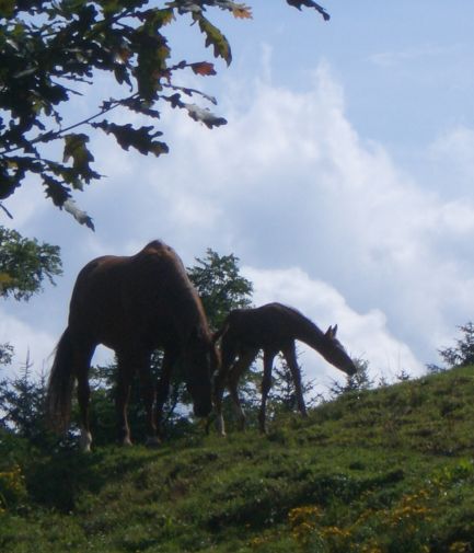 D&uuml;rer 10 Tage alt