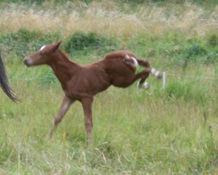 D&uuml;rer beim Spiel