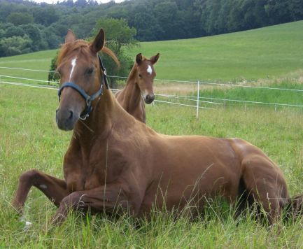 D&uuml;rer mit Arabeske (Mutter)