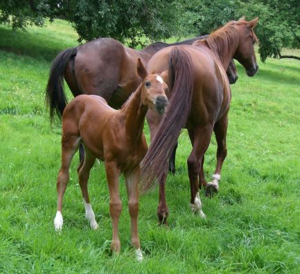 D&uuml;rer, Hongkong, Arabeske