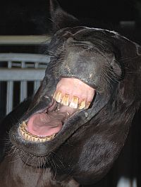 D&uuml;rernoch Fragen ?