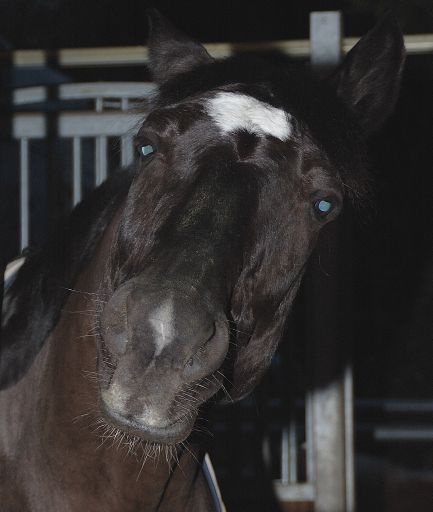 Carlos (was will mir dieses Pferd sagen?)