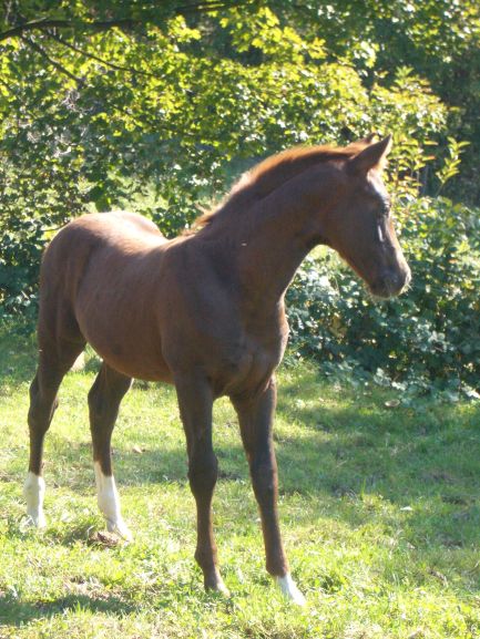 D&uuml;rer 3 Monate alt