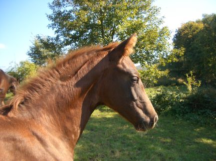 D&uuml;rer 3 Monate alt