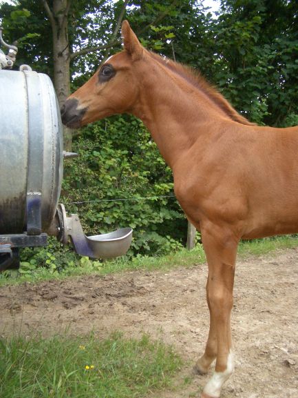 D&uuml;rer 7 Wochen alt