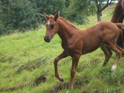 D&uuml;rer 7 Wochen alt